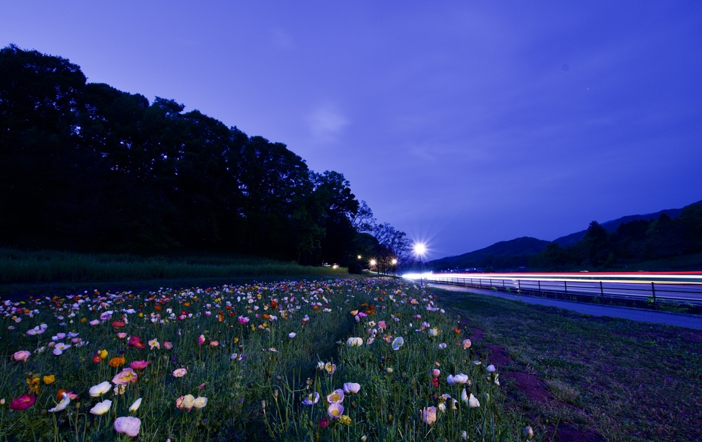 Poppy field at Amakashi