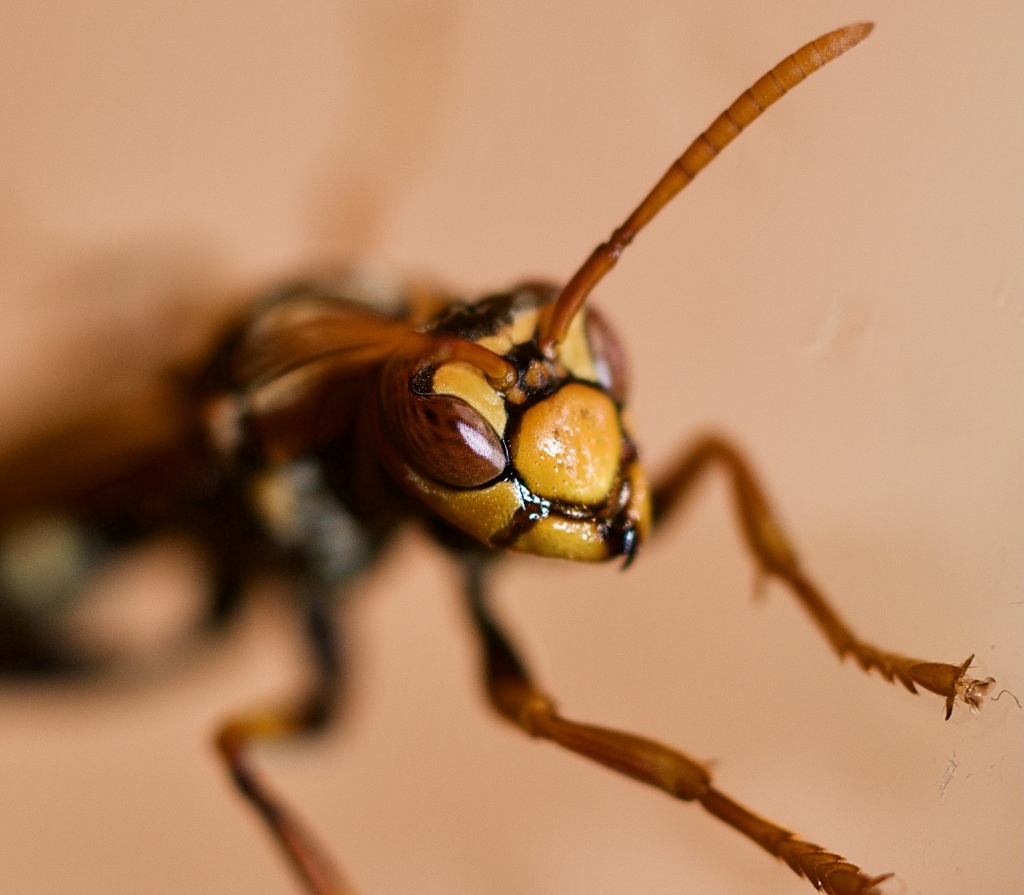 Polistes jokahamae Queen