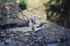 金鱗湖の灰色雁