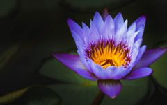 WaterLilly　-2020-