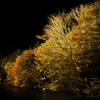 茶臼山高原紅葉ライトアップ