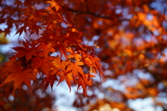 紅葉