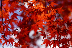 紅