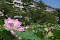 千秋公園