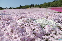 一面の芝桜