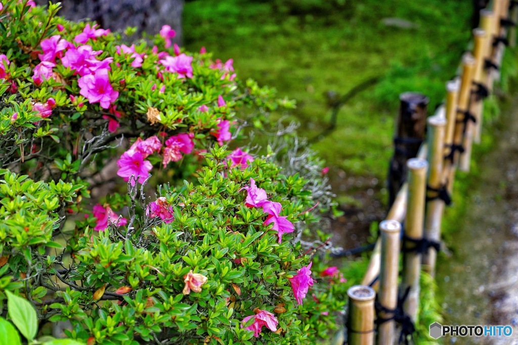 日本庭園