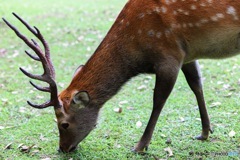 奈良公園の鹿