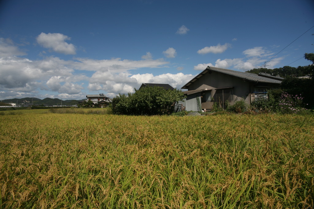 田んぼが庭の家々