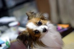 見返りリッキー