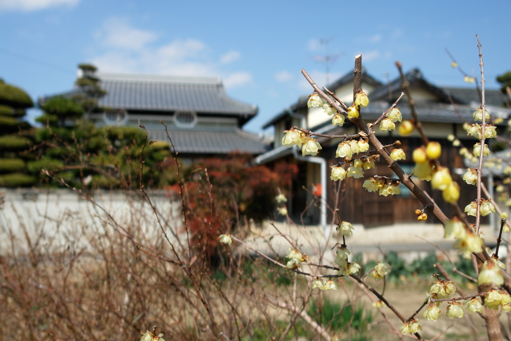 四季折々、蝋梅のころ