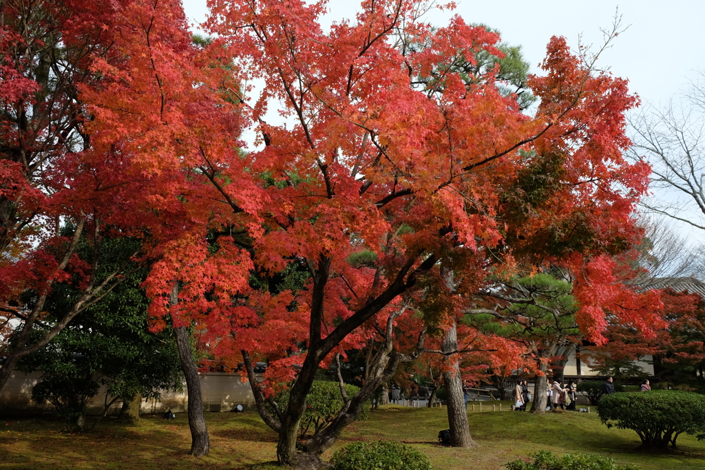 2017年 宇治の紅葉-7