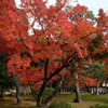 2017年 宇治の紅葉-7