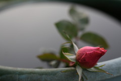 農家の生け花