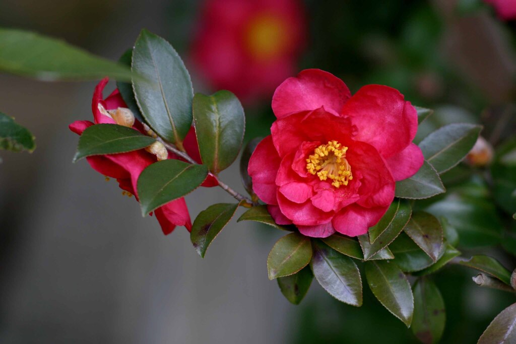 庭の山茶花(さざんか)