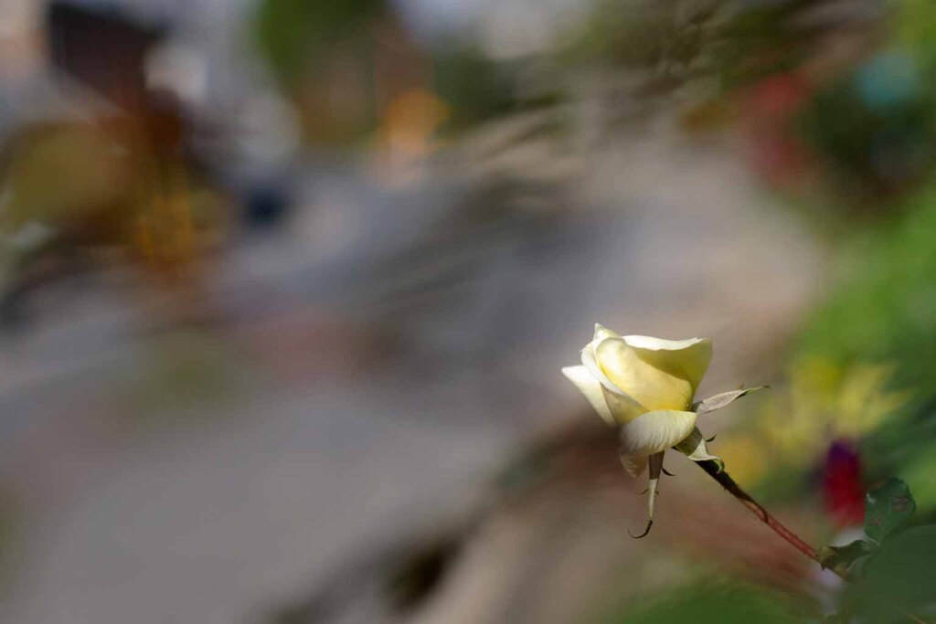 和製ズミクロンによる薔薇