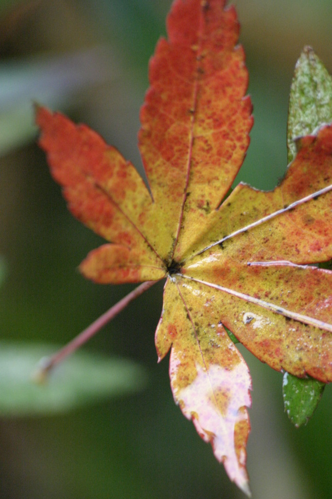 1枚の紅葉