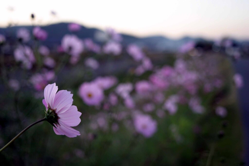 桃のようなコスモス・・・岡山