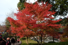 2017年 宇治の紅葉-10