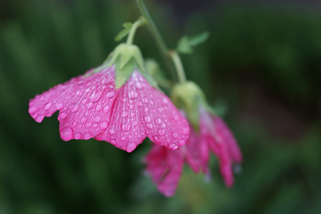 小雨の中のタチアオイ