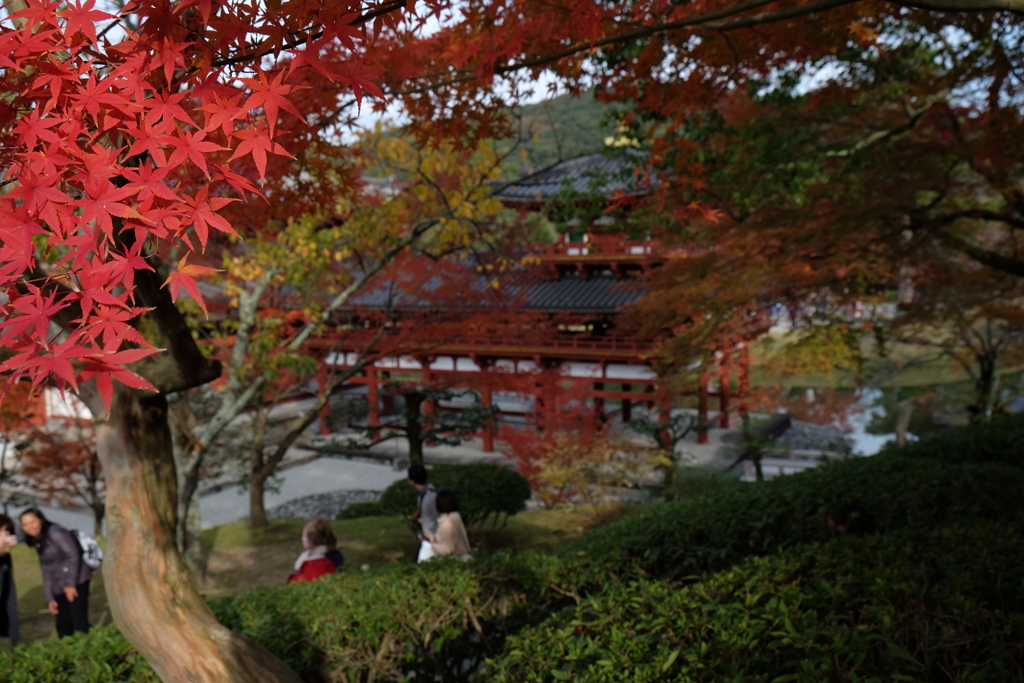 2017年 宇治の紅葉-11