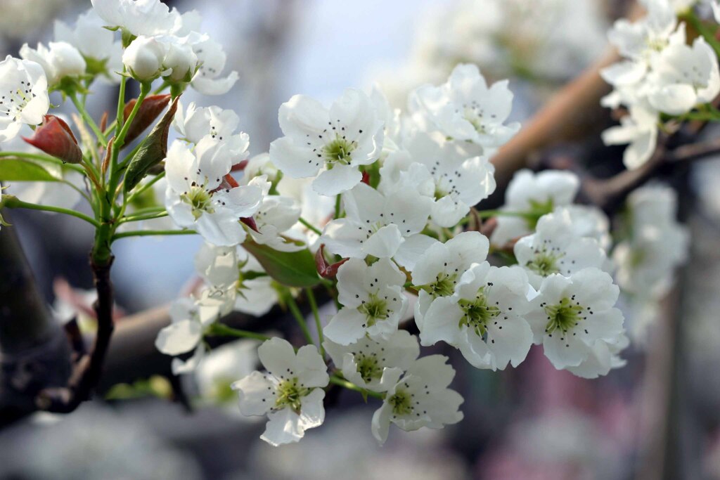 あたごなしの花