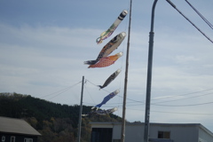 鯉のぼり