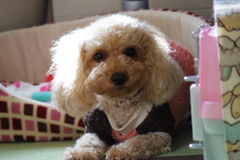 犬撮り　１