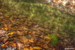 紅葉～夕張～