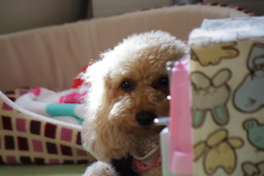 犬撮り　２