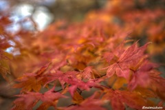 紅葉～夕張～