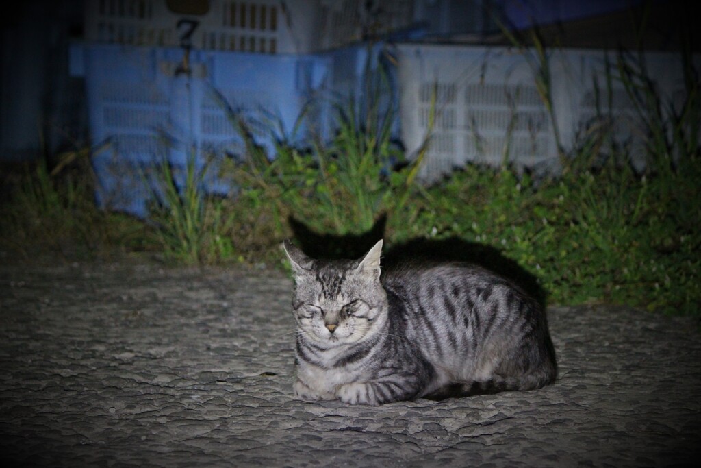 にゃんこ