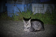 にゃんこ