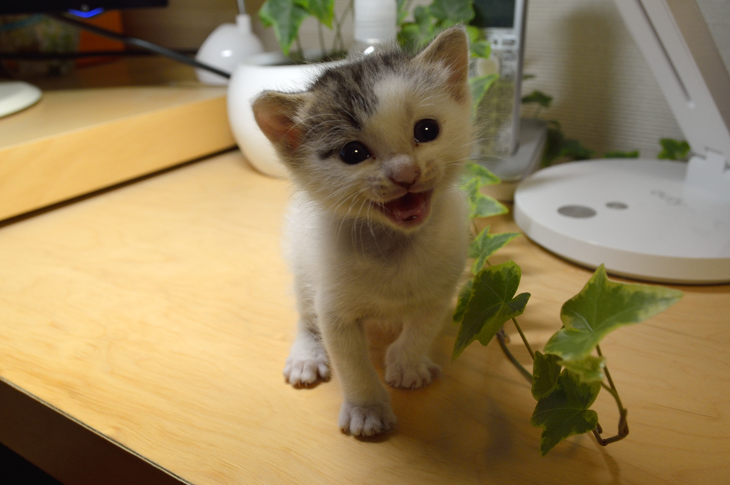 子猫がウ、ウチにやってきた・・・・・・・・(-_-;)