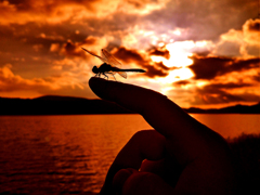 夕暮れ