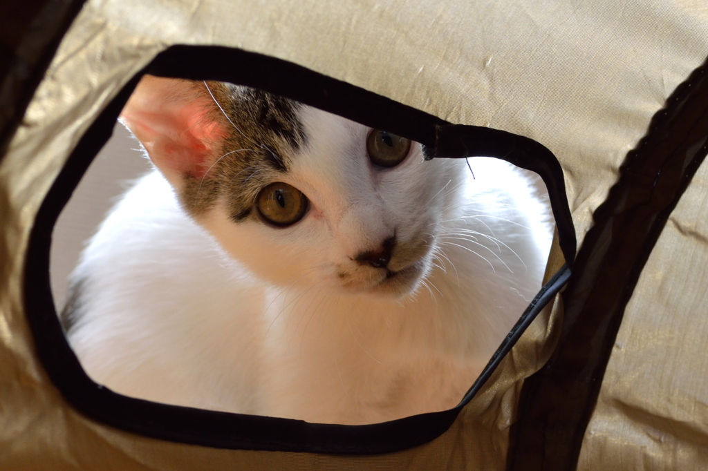 猫トンネルに自分が入ってみた