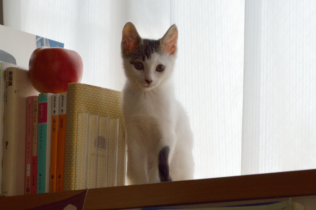 ハルちゃん1200g