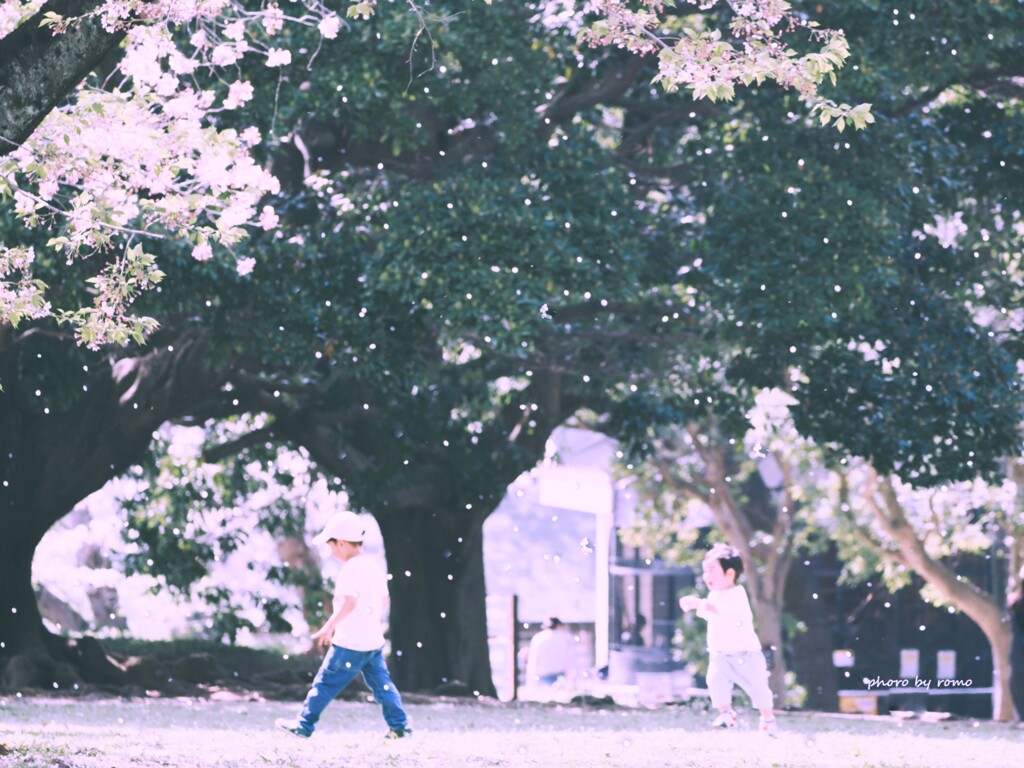 桜舞い散る