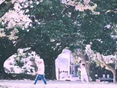 桜舞い散る