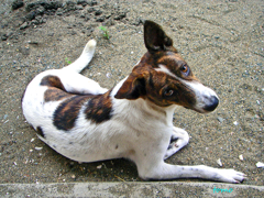 海で暮らす幸せな犬　土曜日ハート