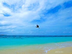 マーカナのいる風景