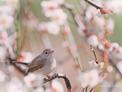 春るるる♪