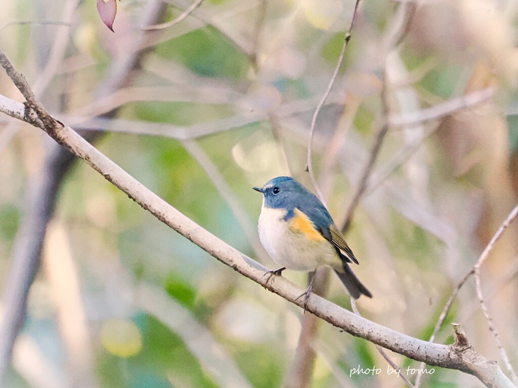 君にコイシテル