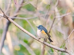 君にコイシテル