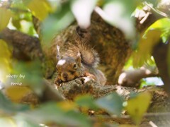 秋眠暁を覚えず？