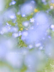 春の夢をみた日