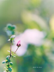 蕾