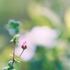 蕾