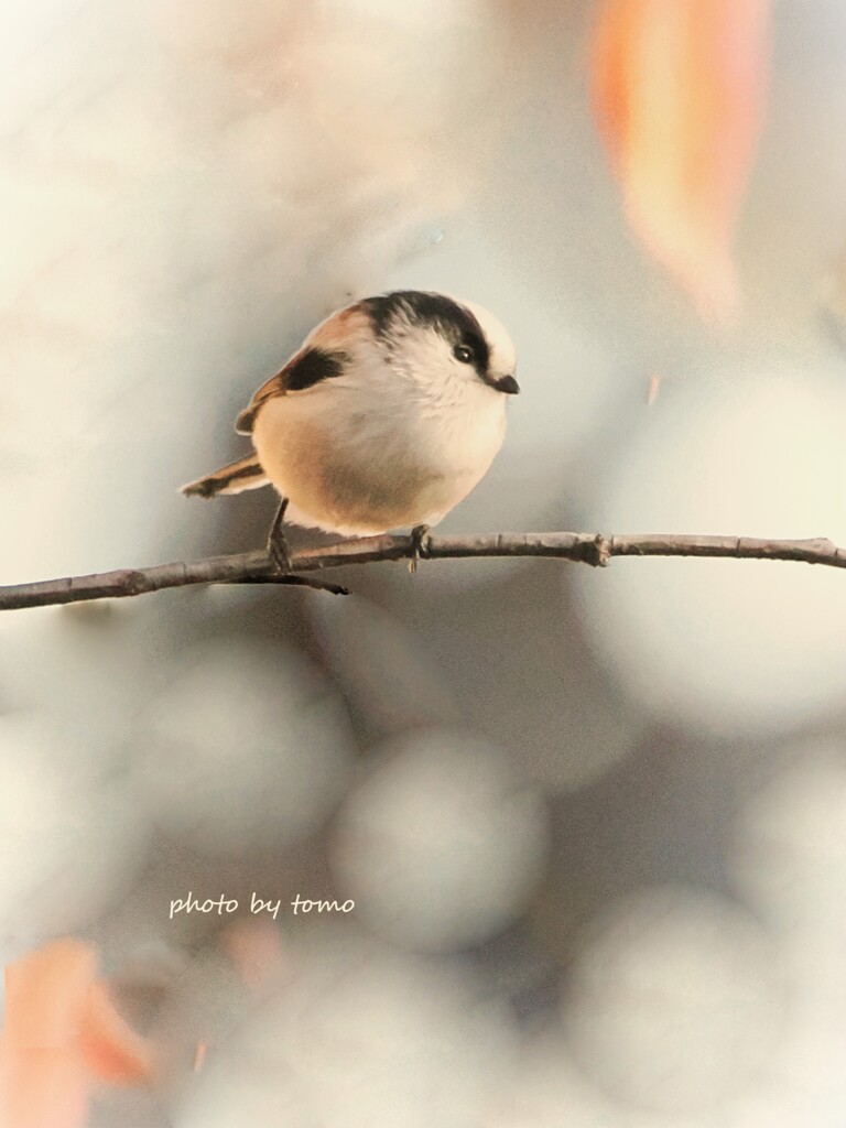 風冴ゆる 