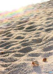 砂浜に舞い降りた虹
