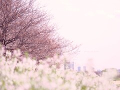 はる。